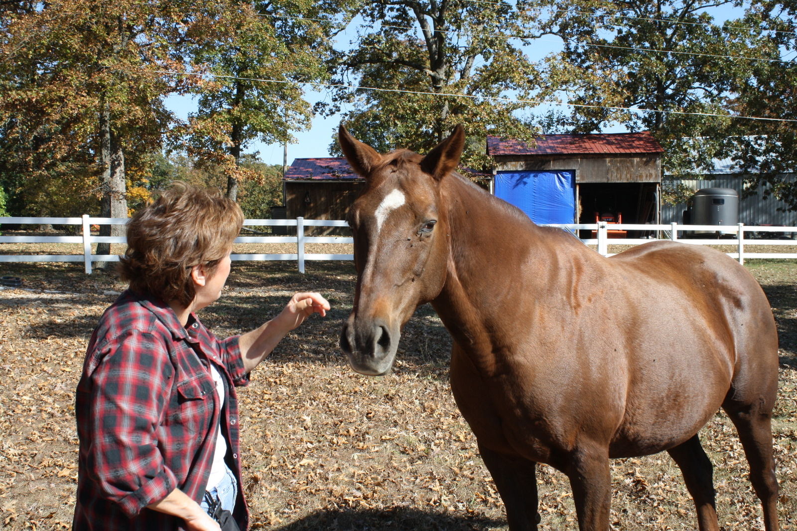 Paula Schenck with one of the horses of Freedom Hill
